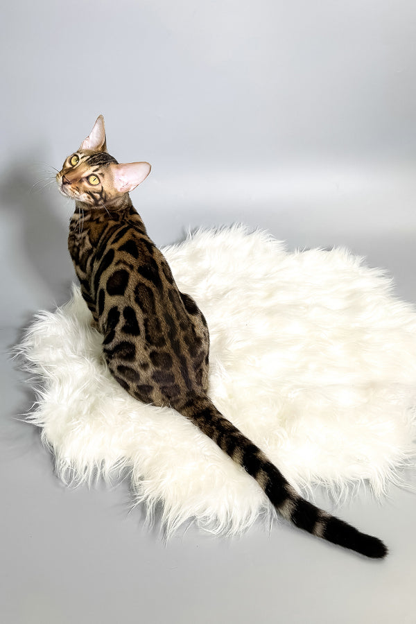 Henry | Bengal Kitten