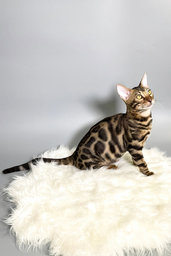 Henry | Bengal Kitten