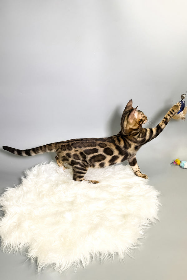 Henry | Bengal Kitten