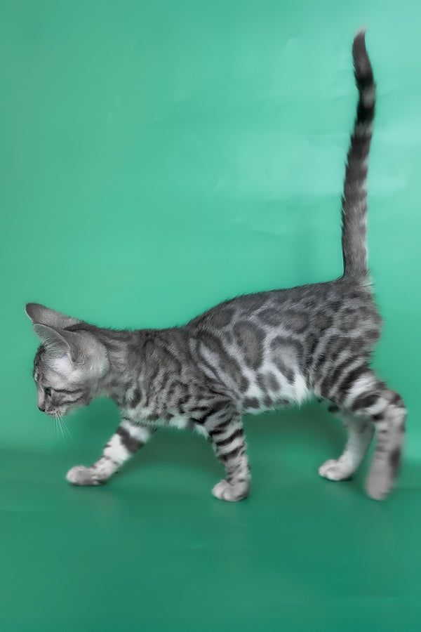 Henry | Bengal Kitten