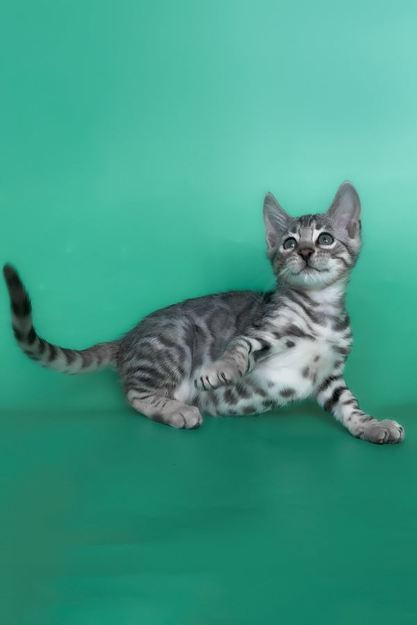 Henry | Bengal Kitten