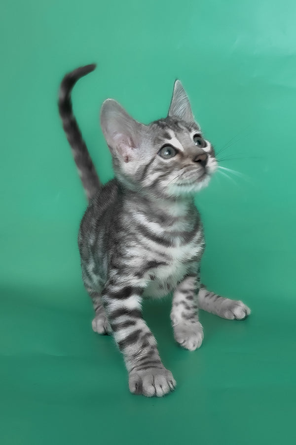 Henry | Bengal Kitten