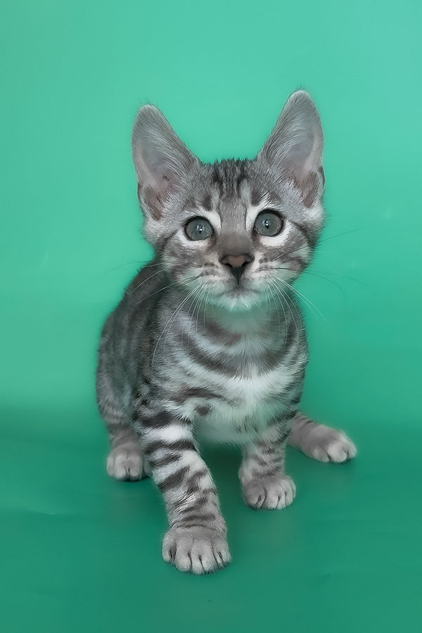 Henry | Bengal Kitten