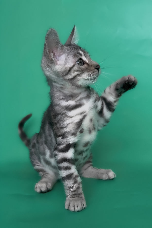 Henry | Bengal Kitten
