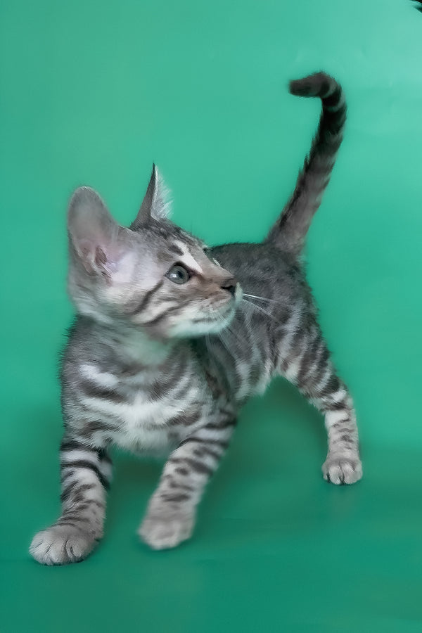 Henry | Bengal Kitten