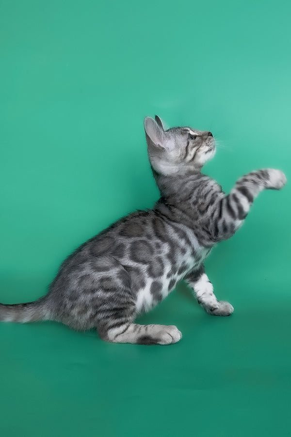 Henry | Bengal Kitten