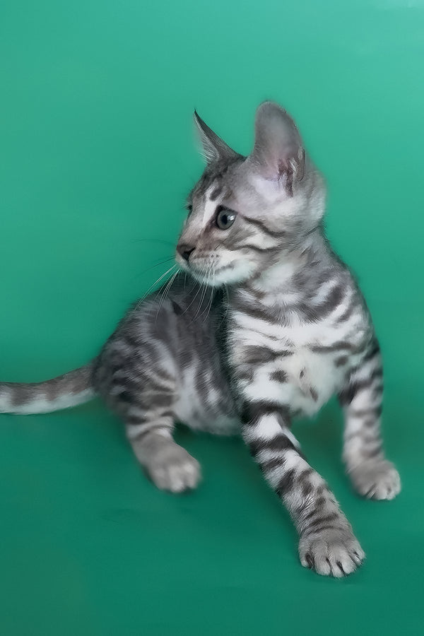 Henry | Bengal Kitten