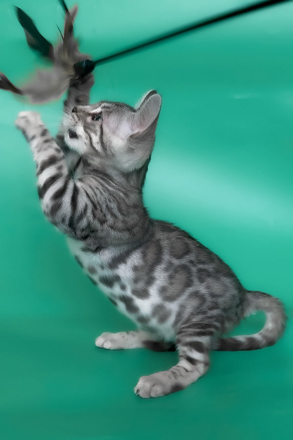 Henry | Bengal Kitten