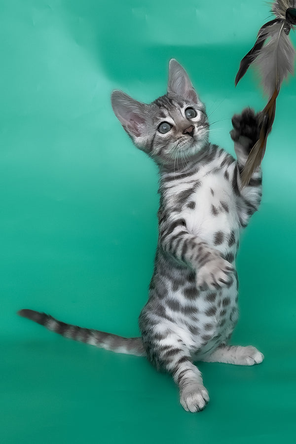 Henry | Bengal Kitten