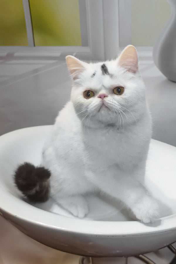 Henry | Exotic Shorthair Kitten