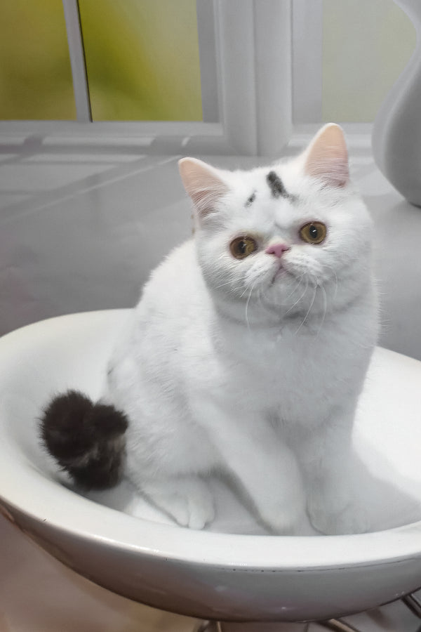 Henry | Exotic Shorthair Kitten