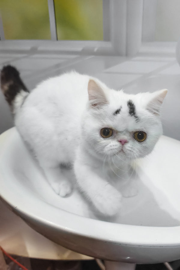 Henry | Exotic Shorthair Kitten