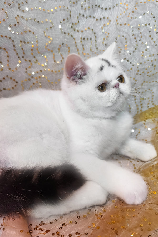 Henry | Exotic Shorthair Kitten
