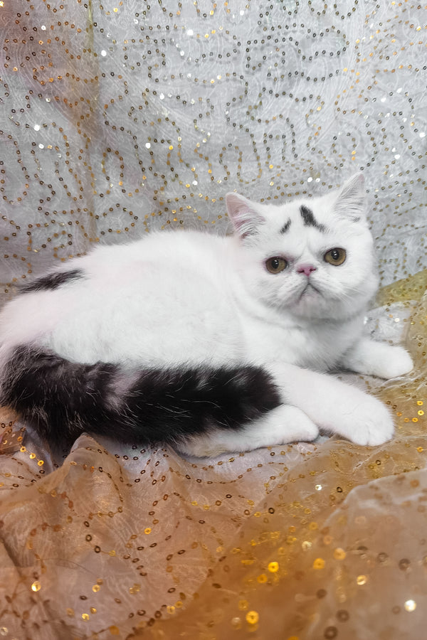 Henry | Exotic Shorthair Kitten
