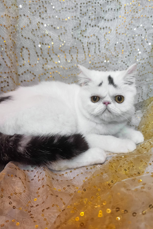 Henry | Exotic Shorthair Kitten