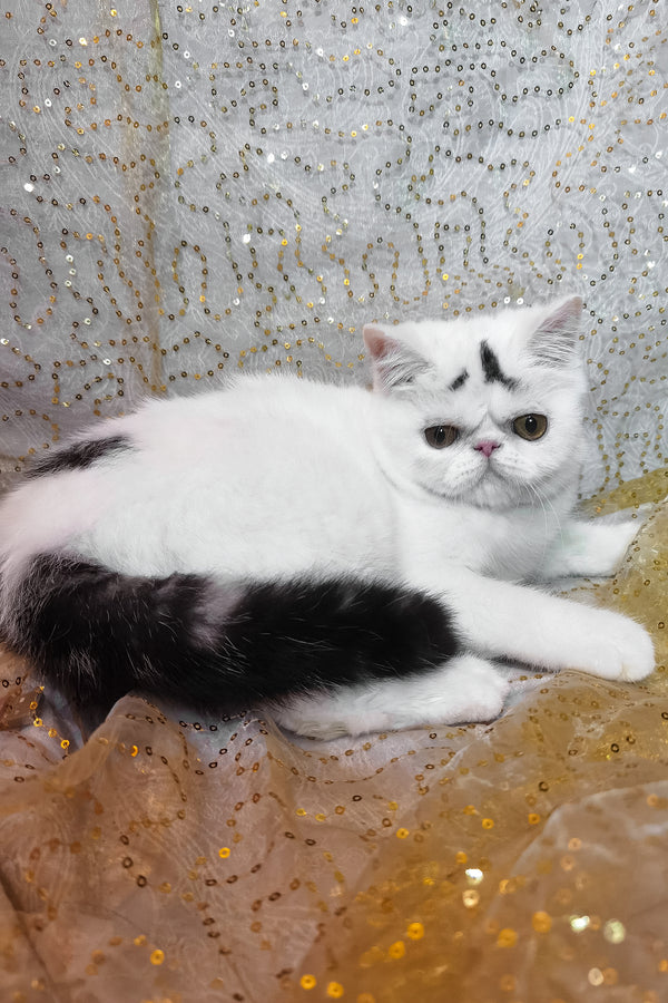 Henry | Exotic Shorthair Kitten