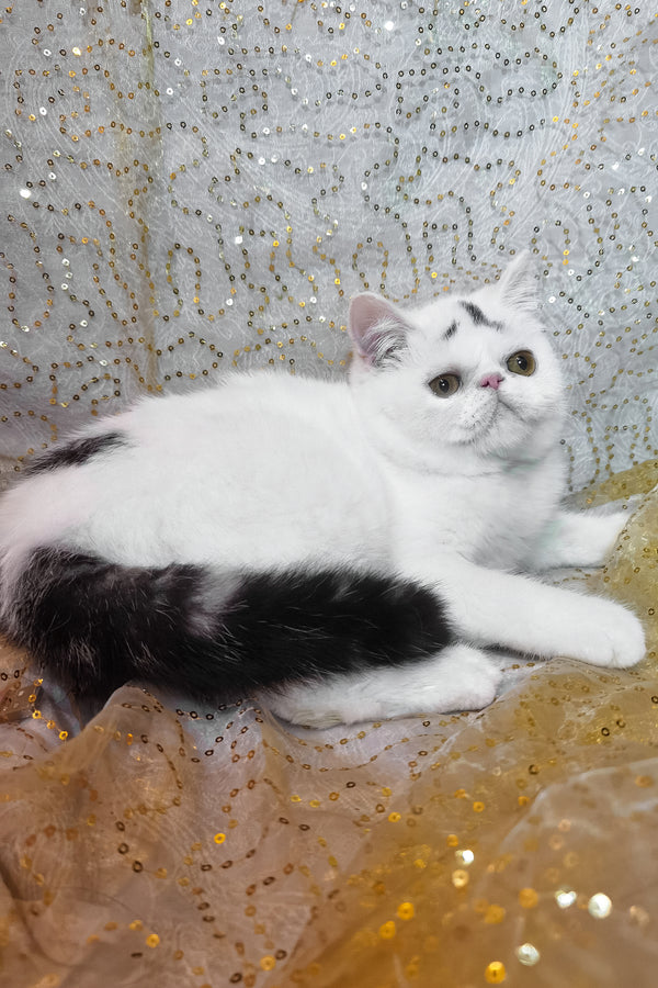 Henry | Exotic Shorthair Kitten