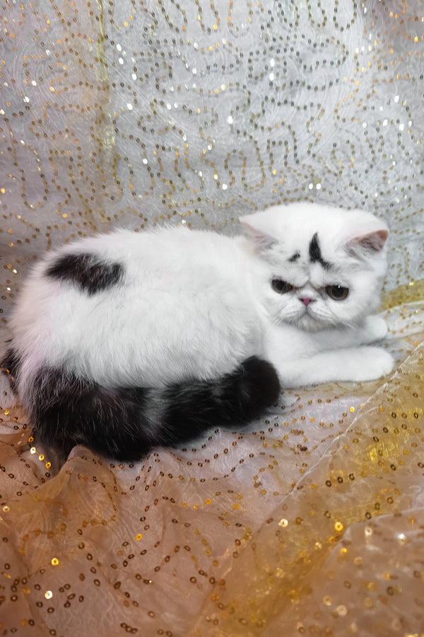 Henry | Exotic Shorthair Kitten