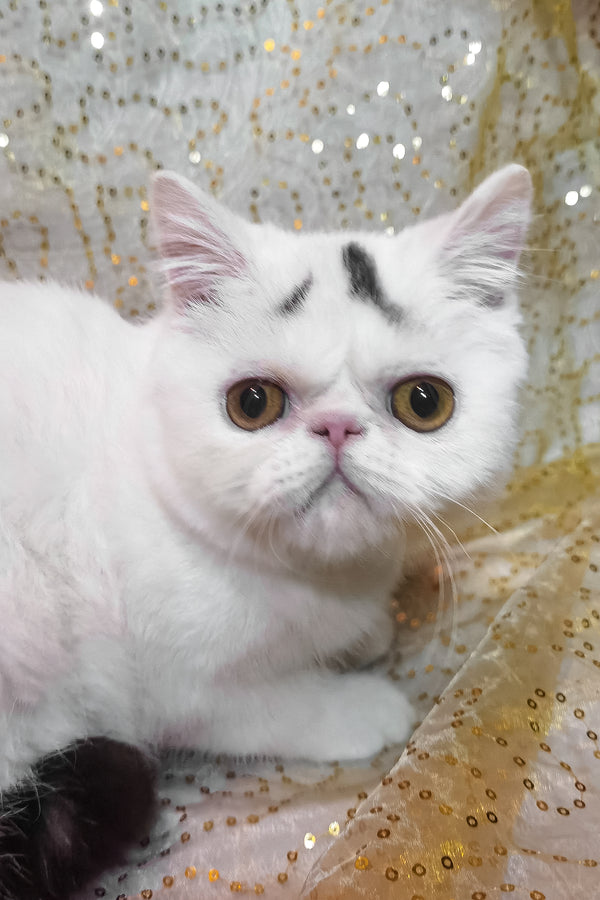 Henry | Exotic Shorthair Kitten