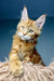 Henry | Maine Coon Kitten