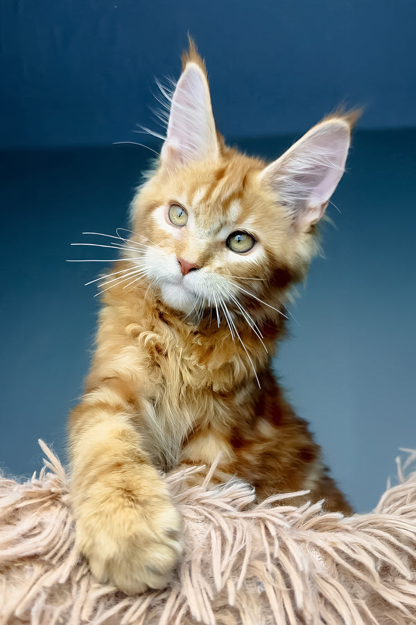Henry | Maine Coon Kitten