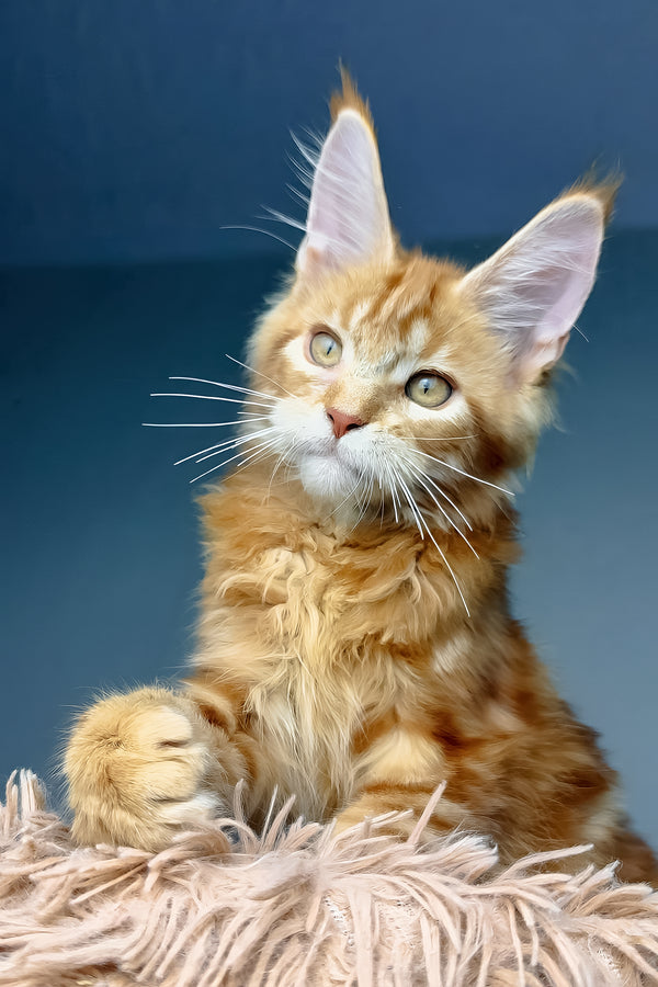 Henry | Maine Coon Kitten