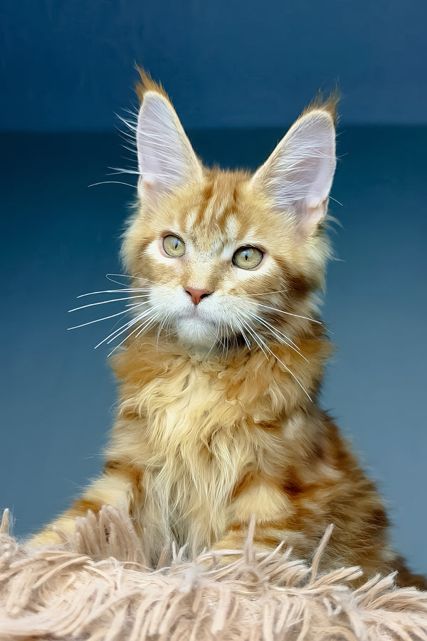 Henry | Maine Coon Kitten