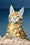 Henry | Maine Coon Kitten