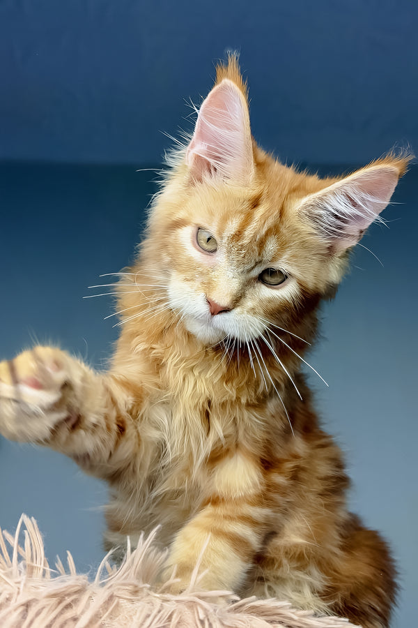 Henry | Maine Coon Kitten