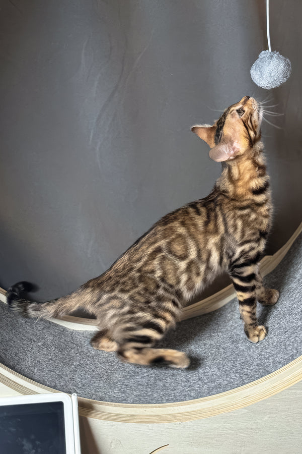 Hercules | Bengal Kitten