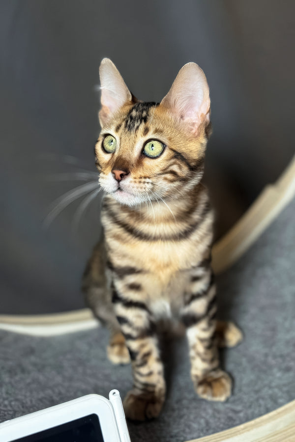 Hercules | Bengal Kitten