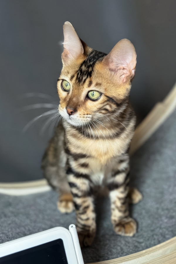 Hercules | Bengal Kitten