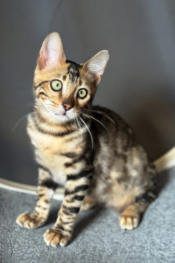 Hercules | Bengal Kitten
