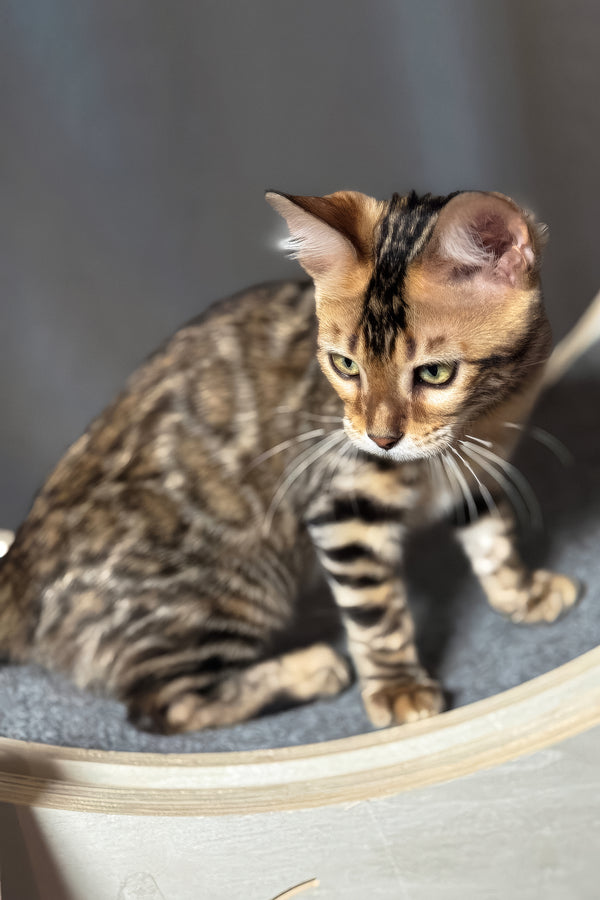 Hercules | Bengal Kitten