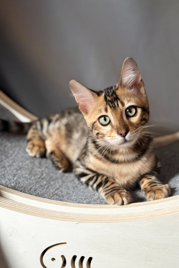 Hercules | Bengal Kitten