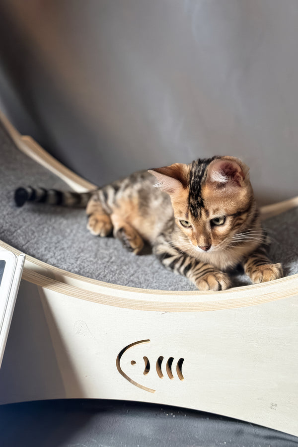 Hercules | Bengal Kitten