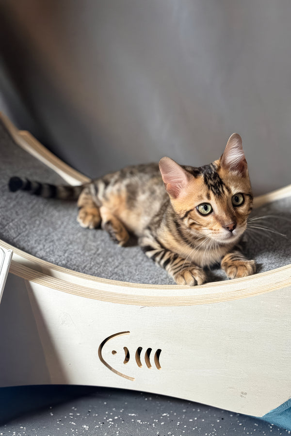 Hercules | Bengal Kitten