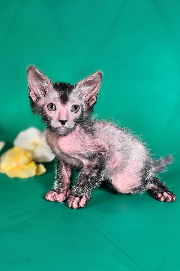Herman | Lykoi Kitten