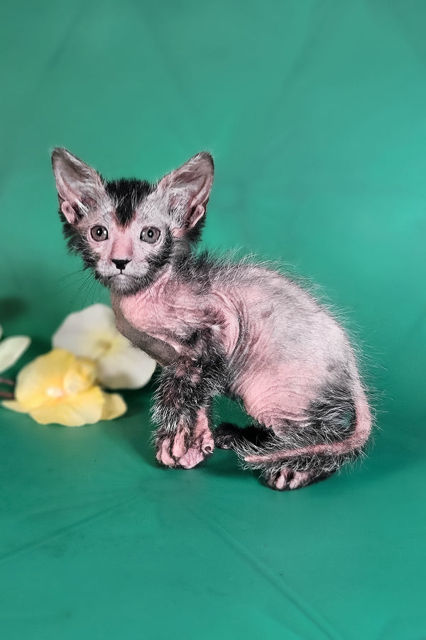Herman | Lykoi Kitten
