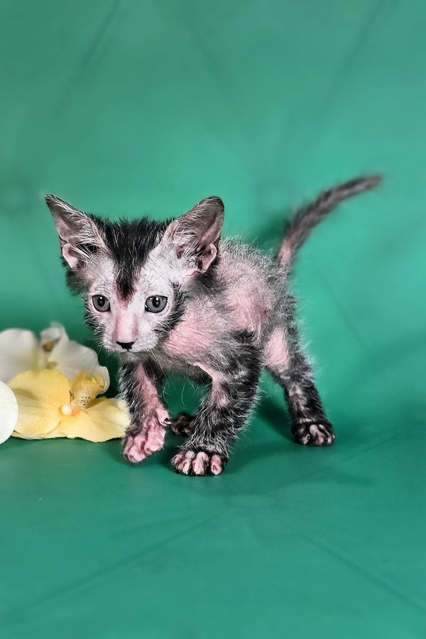 Herman | Lykoi Kitten