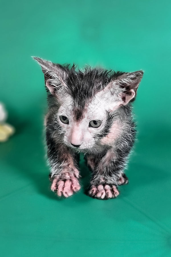 Herman | Lykoi Kitten