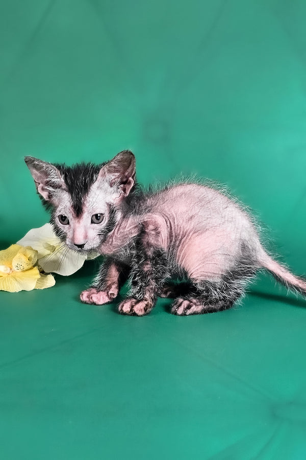 Herman | Lykoi Kitten