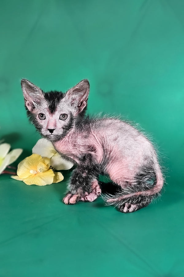 Herman | Lykoi Kitten