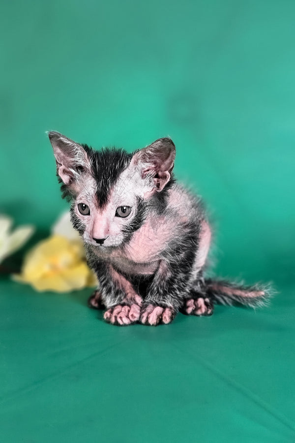 Herman | Lykoi Kitten