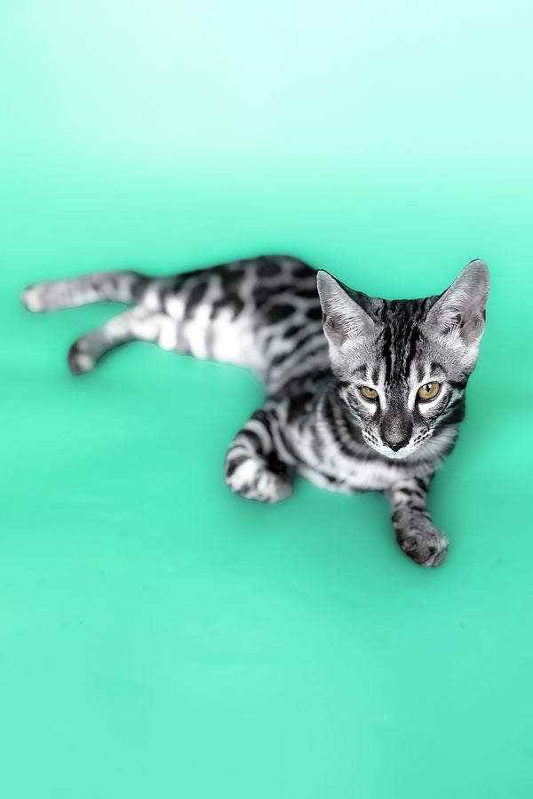 Hermes | Bengal Kitten