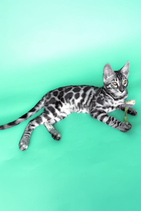 Hermes | Bengal Kitten