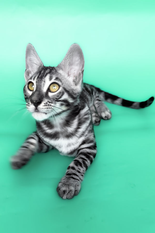 Hermes | Bengal Kitten