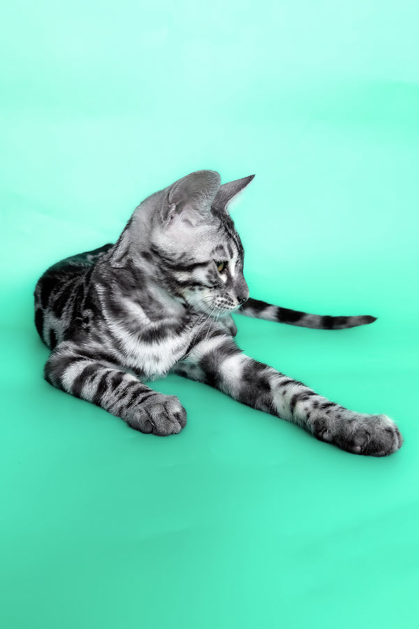 Hermes | Bengal Kitten