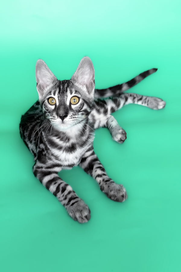 Hermes | Bengal Kitten
