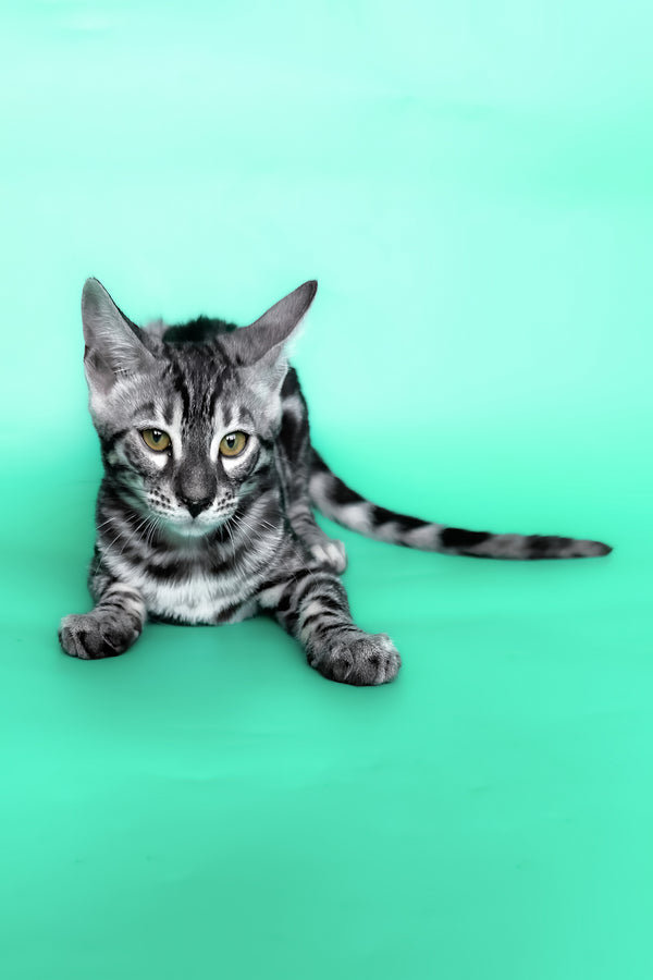 Hermes | Bengal Kitten